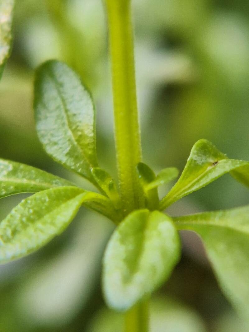 Cunila microcephala — related species from the same genus