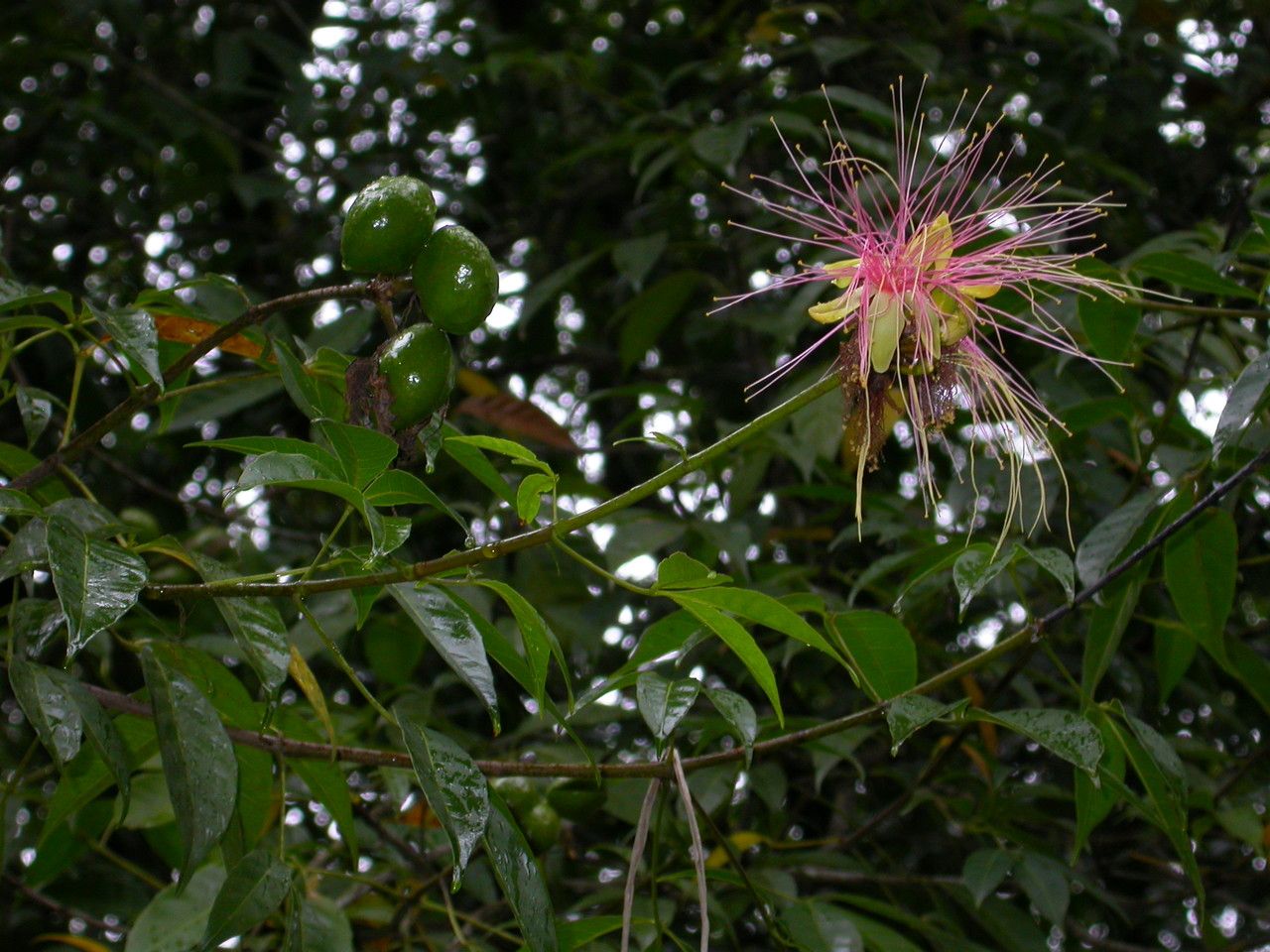 Caryocar microcarpum flower