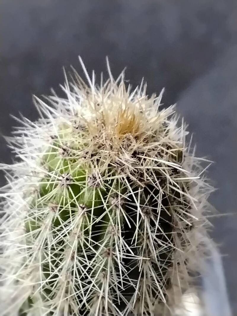 Pilosocereus aurisetus — related species from the same genus