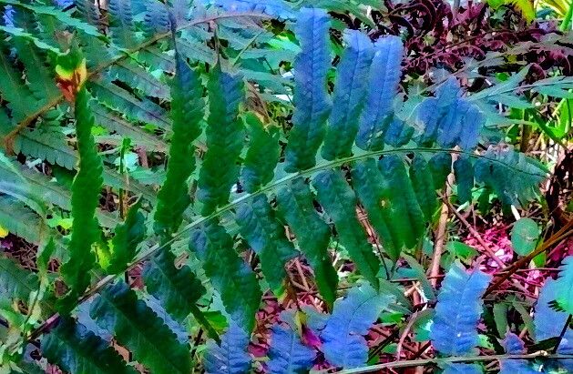 Dryopteris hirtipes — search result for 'Dryopteris'