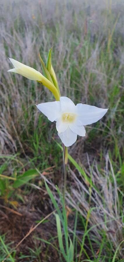 Gladiolus gunnisii flower