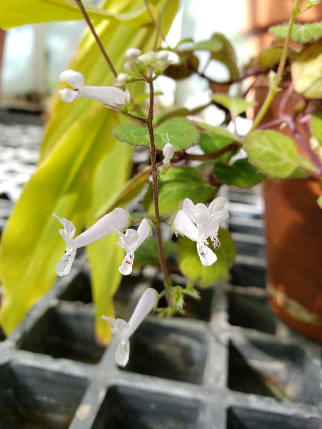 Plectranthus oertendahlii flower