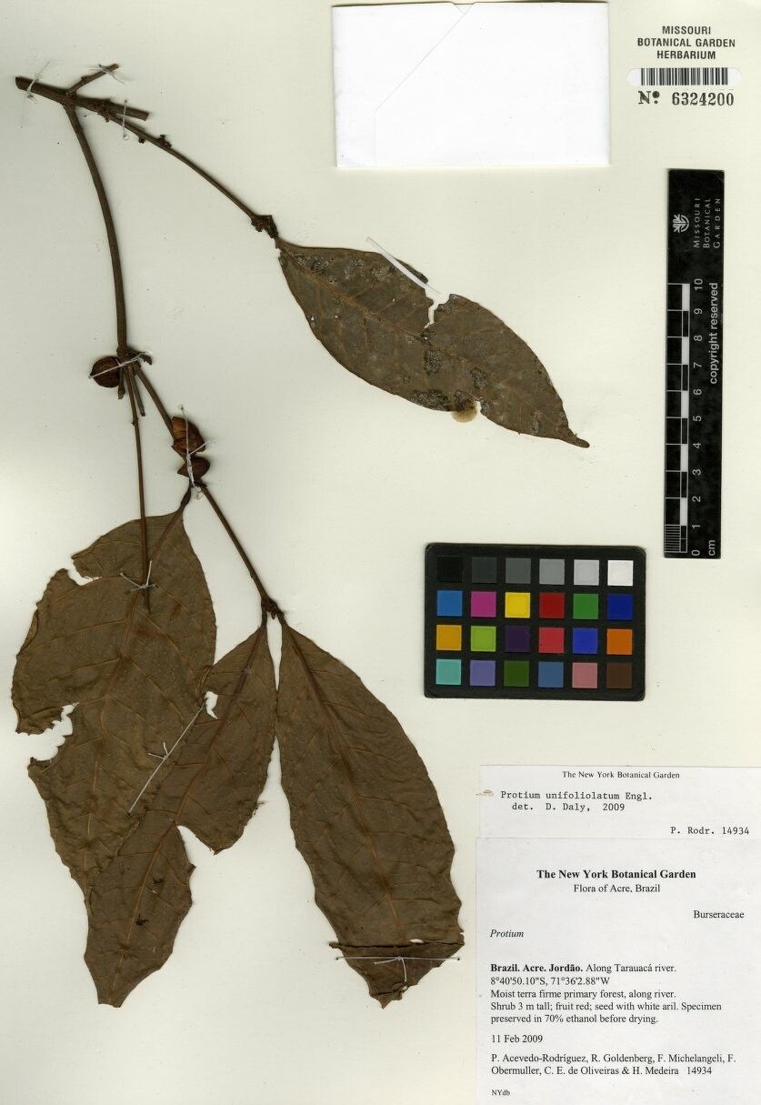 Protium unifoliolatum other