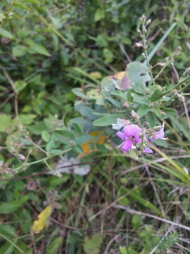 Lespedeza violacea flower