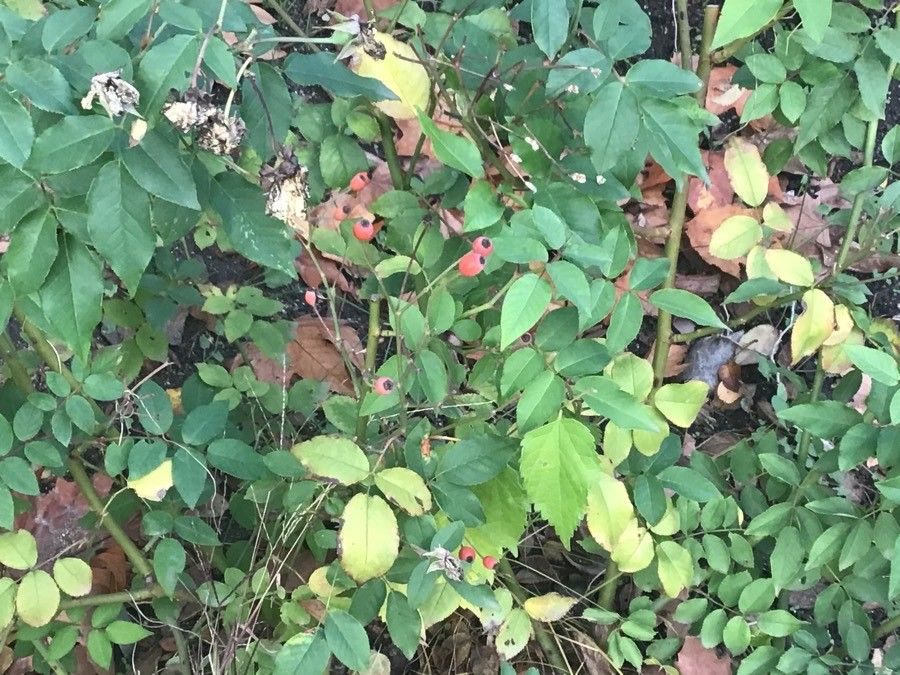 Rosa × noisettiana leaf