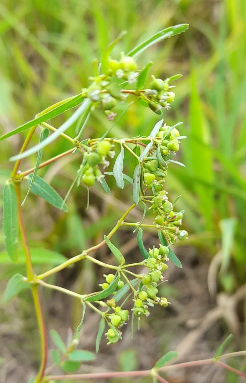 Euphorbia hyssopifolia fruit