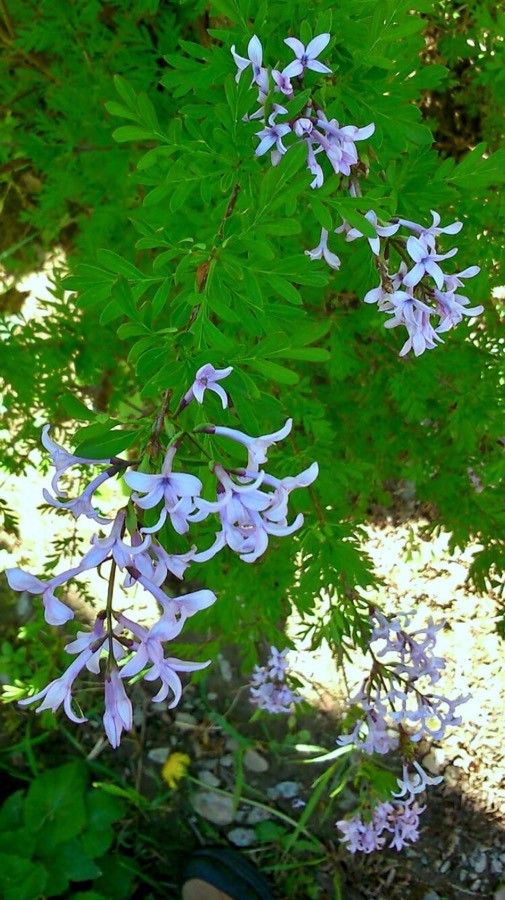 Syringa persica flower