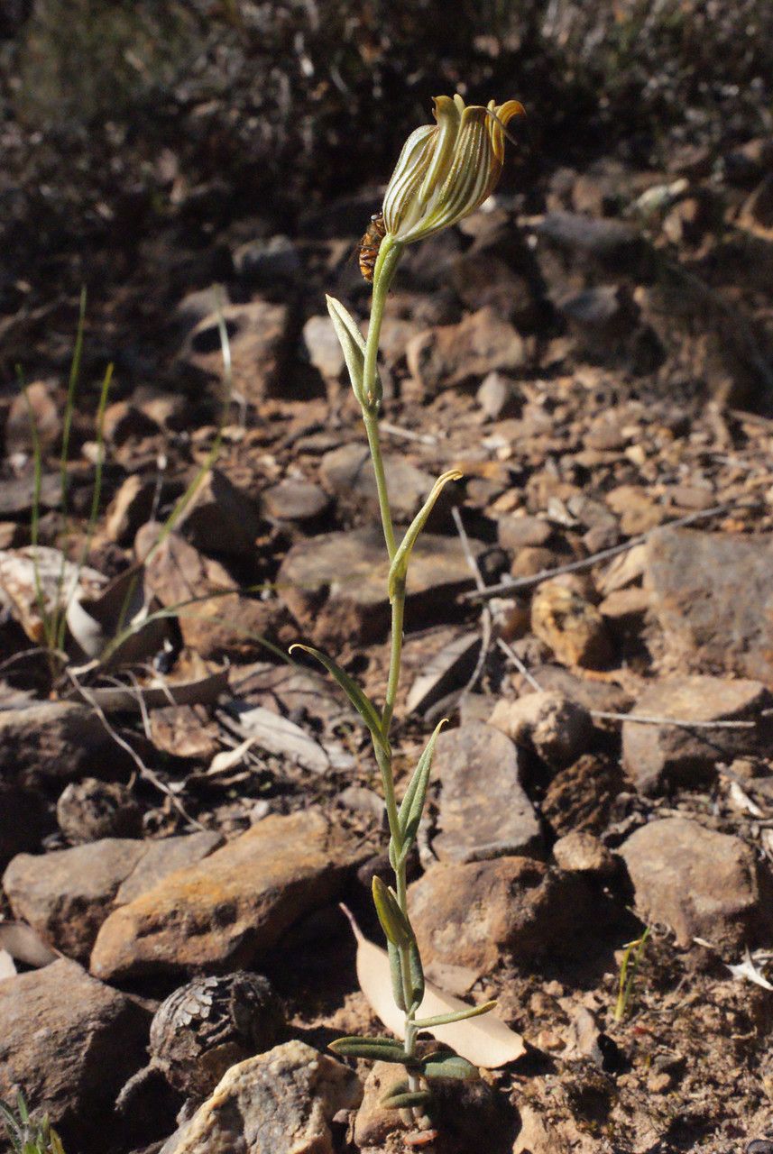 Pterostylis recurva habit