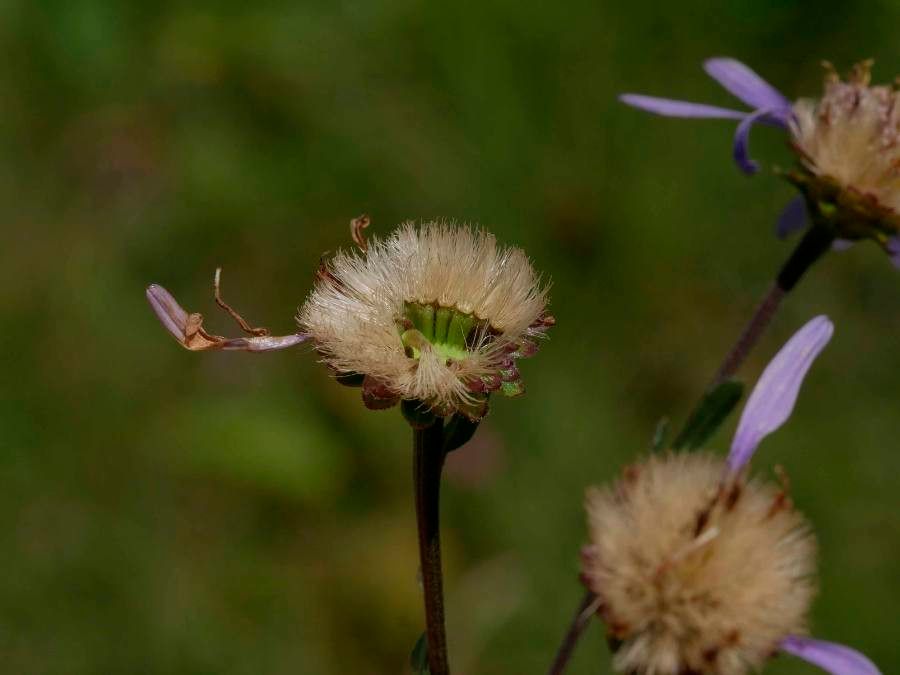 Aster amellus fruit