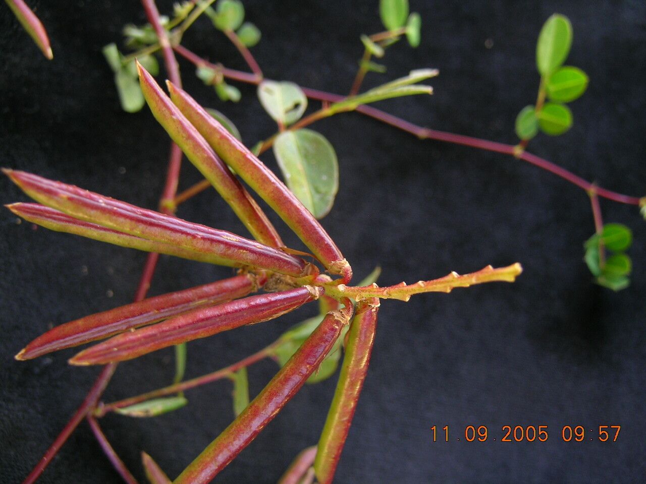 Indigofera bracteata — houseplant care guide