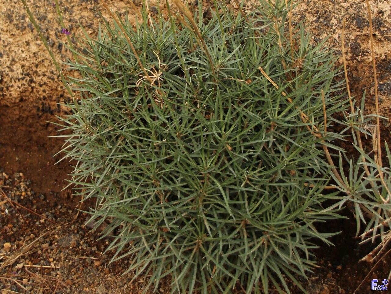 Erysimum scoparium leaf
