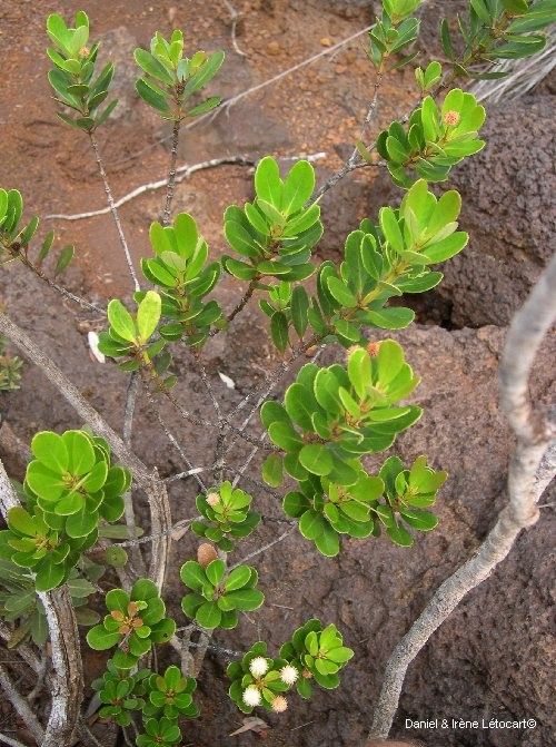 Pancheria communis habit