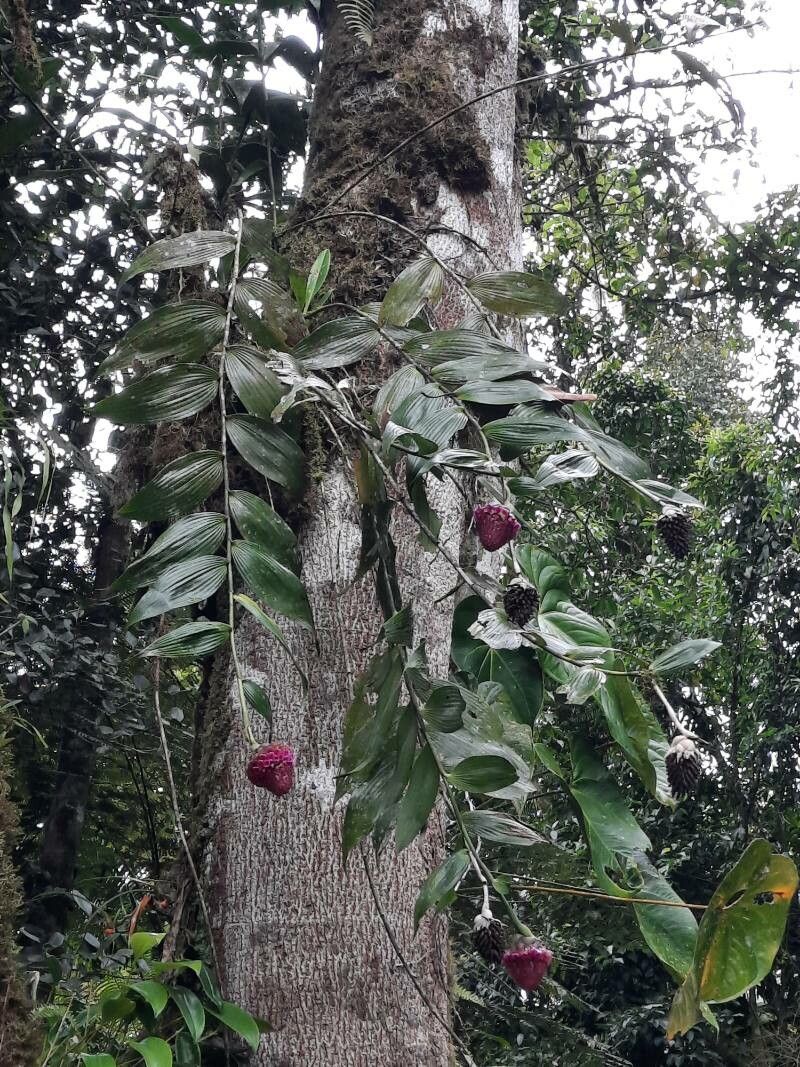 Elleanthus capitatus habit