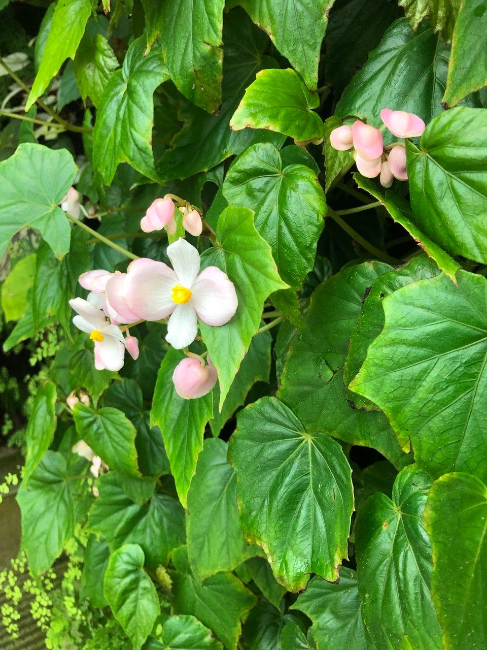 Begonia formosana habit