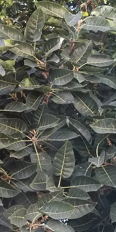 Ficus thonningii leaf
