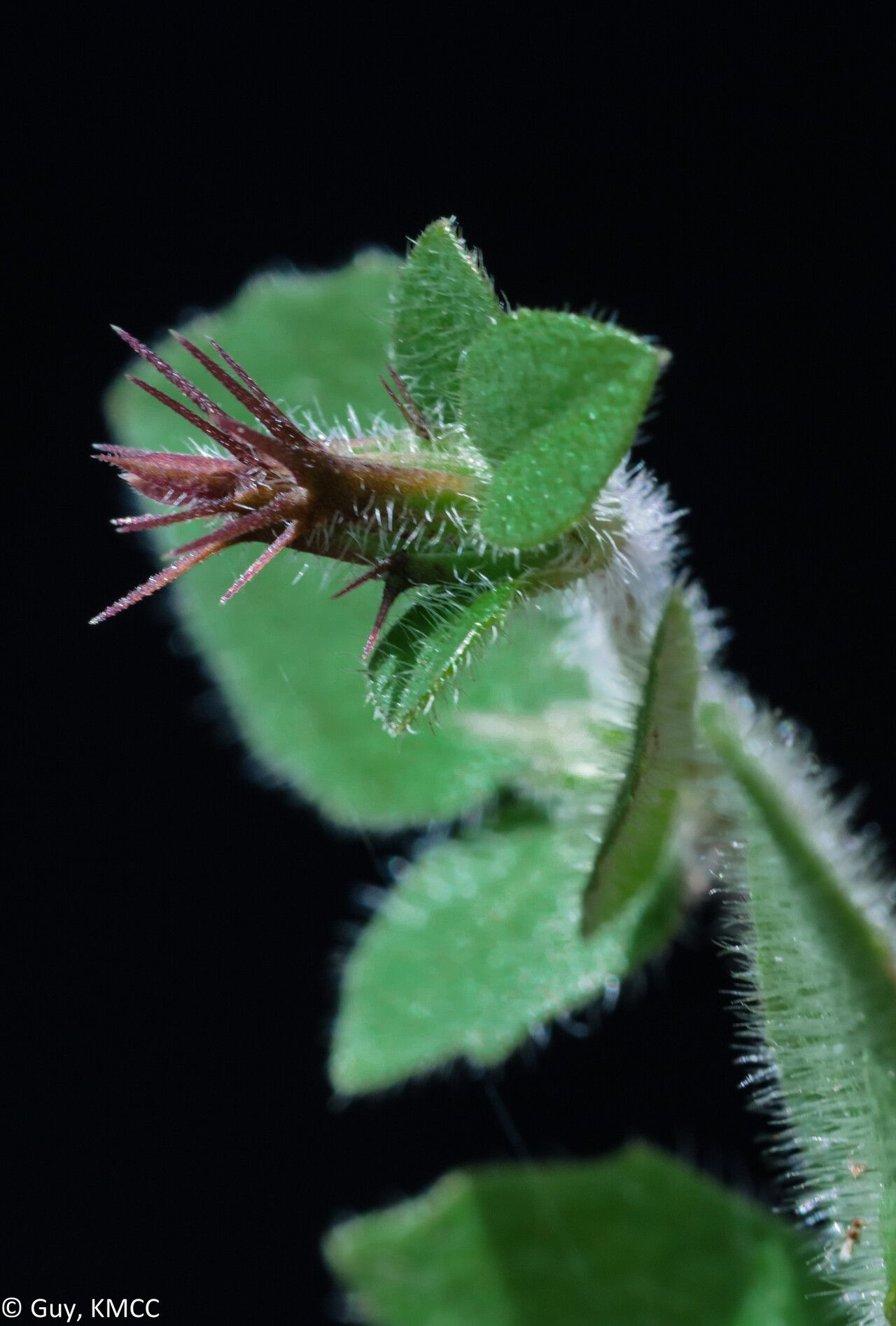 Blepharis maculata — houseplant care guide