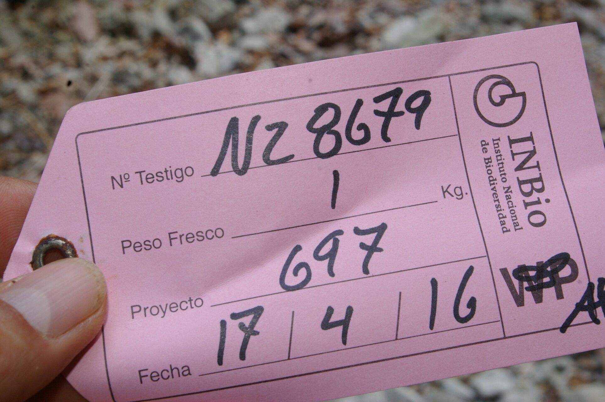 Rhynchosia calycosa other