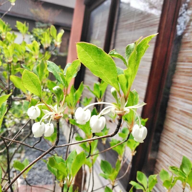Enkianthus perulatus flower