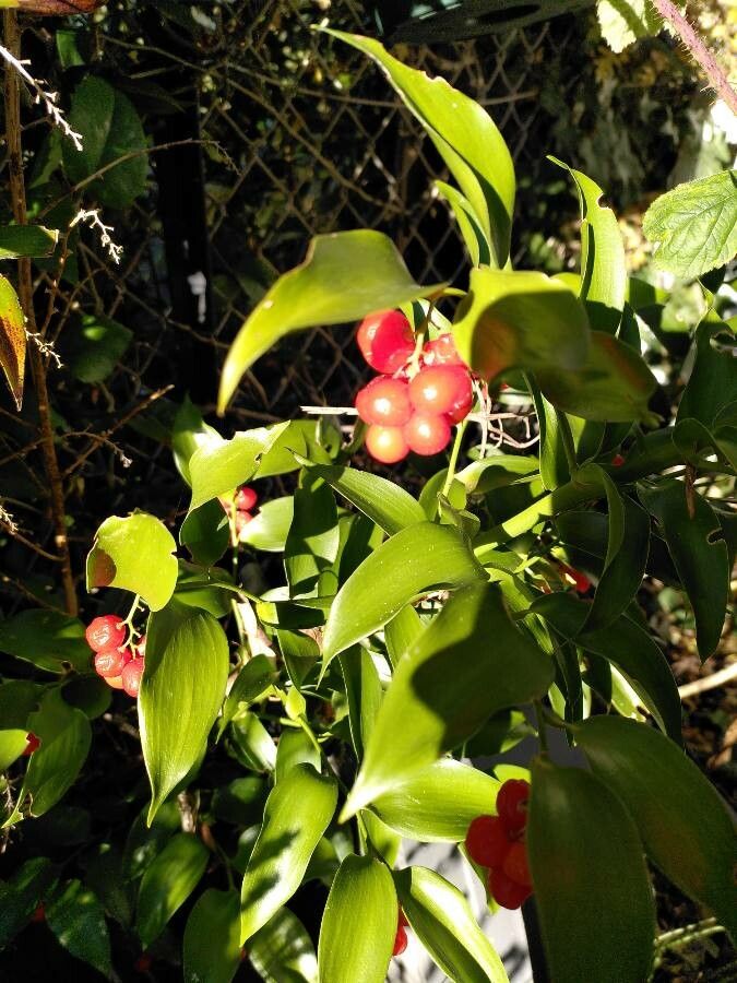 Danae racemosa fruit