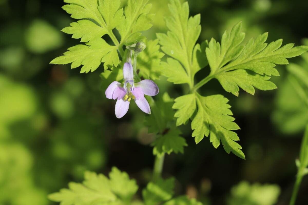 Delphinium anthriscifolium