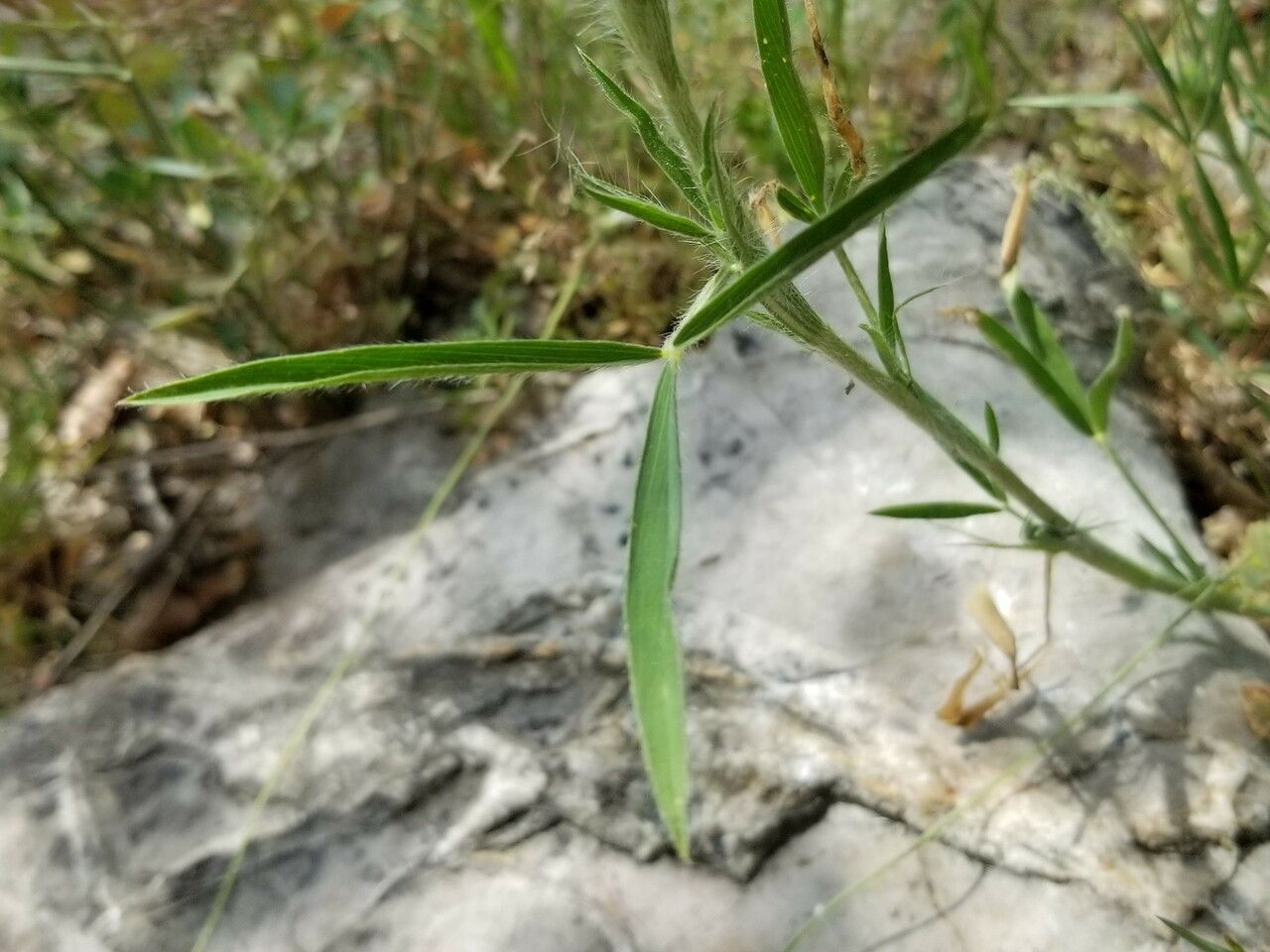 Trifolium purpureum — soil improver houseplant