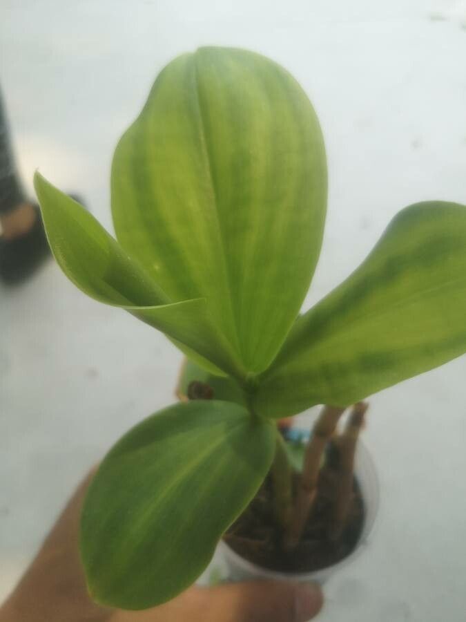 Costus guanaiensis leaf