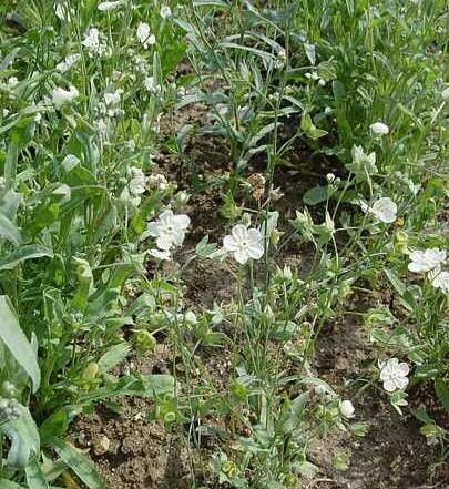 Iberodes linifolia habit