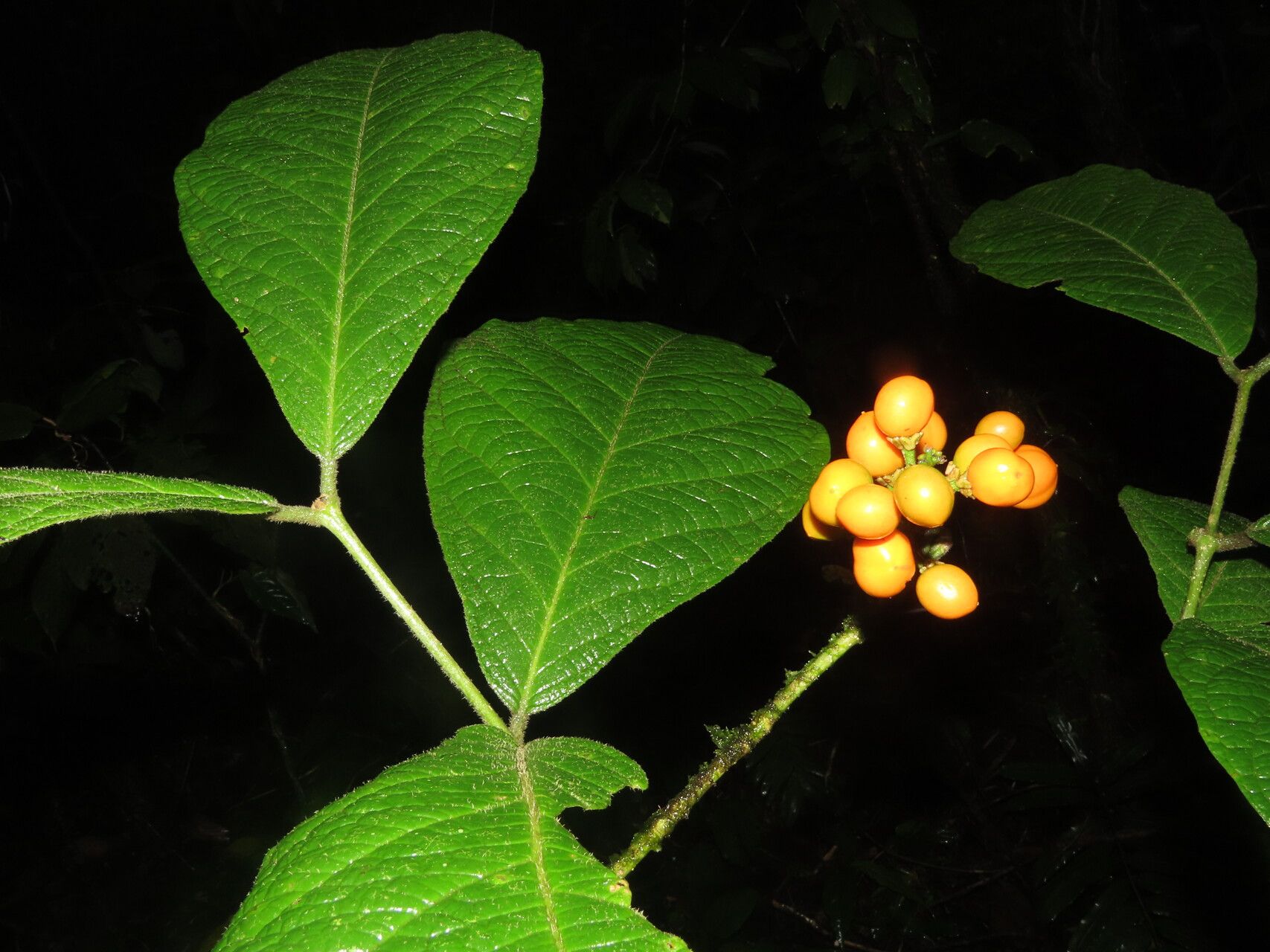 Bunchosia macrophylla leaf