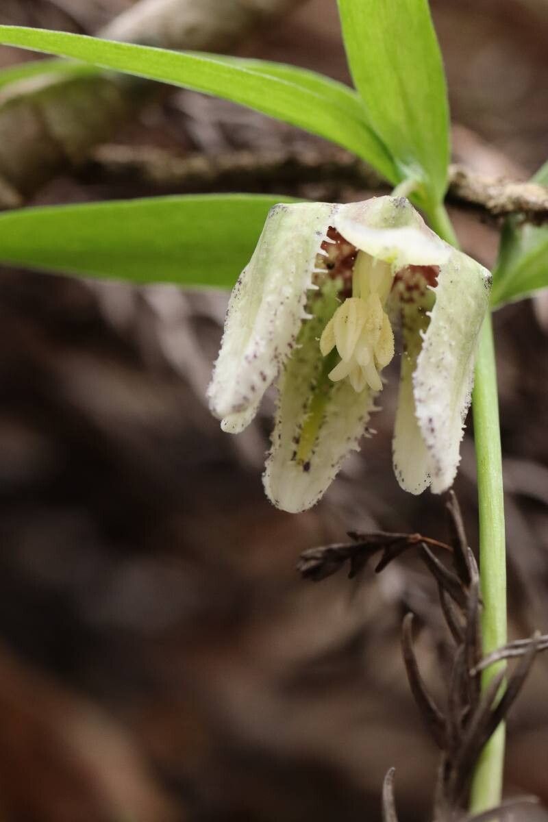 Fritillaria koidzumiana flower