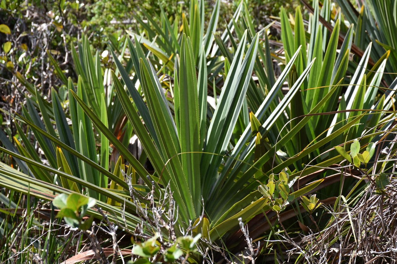 Pandanus rigidifolius habit