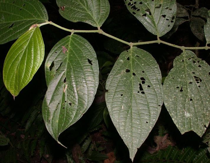 Piper scintillans — houseplant care guide