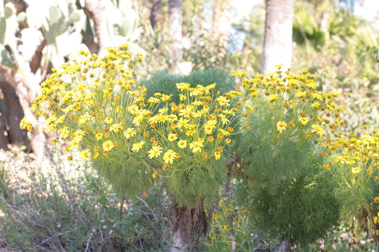 Coreopsis gigantea habit