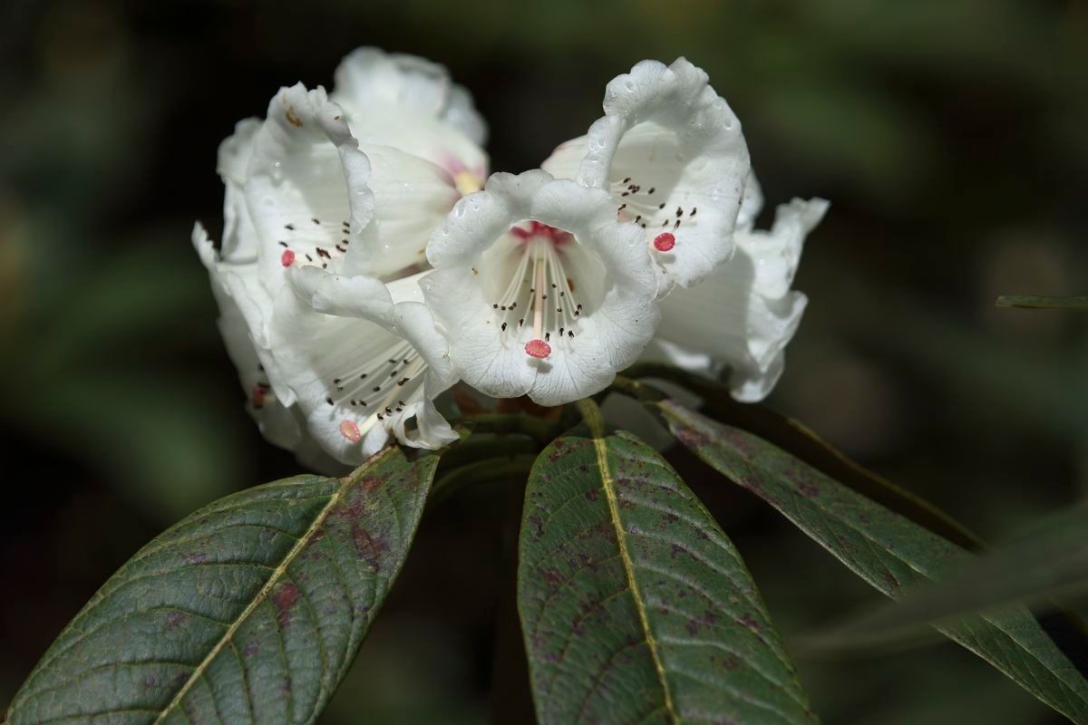Rhododendron sidereum — houseplant care guide