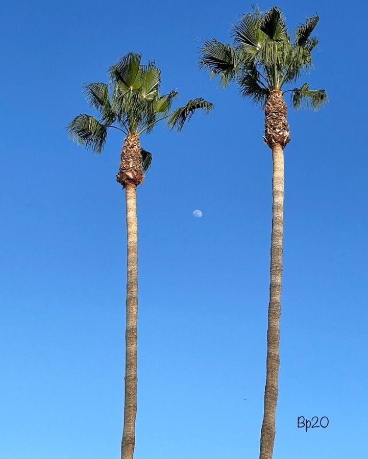 Washingtonia robusta flower