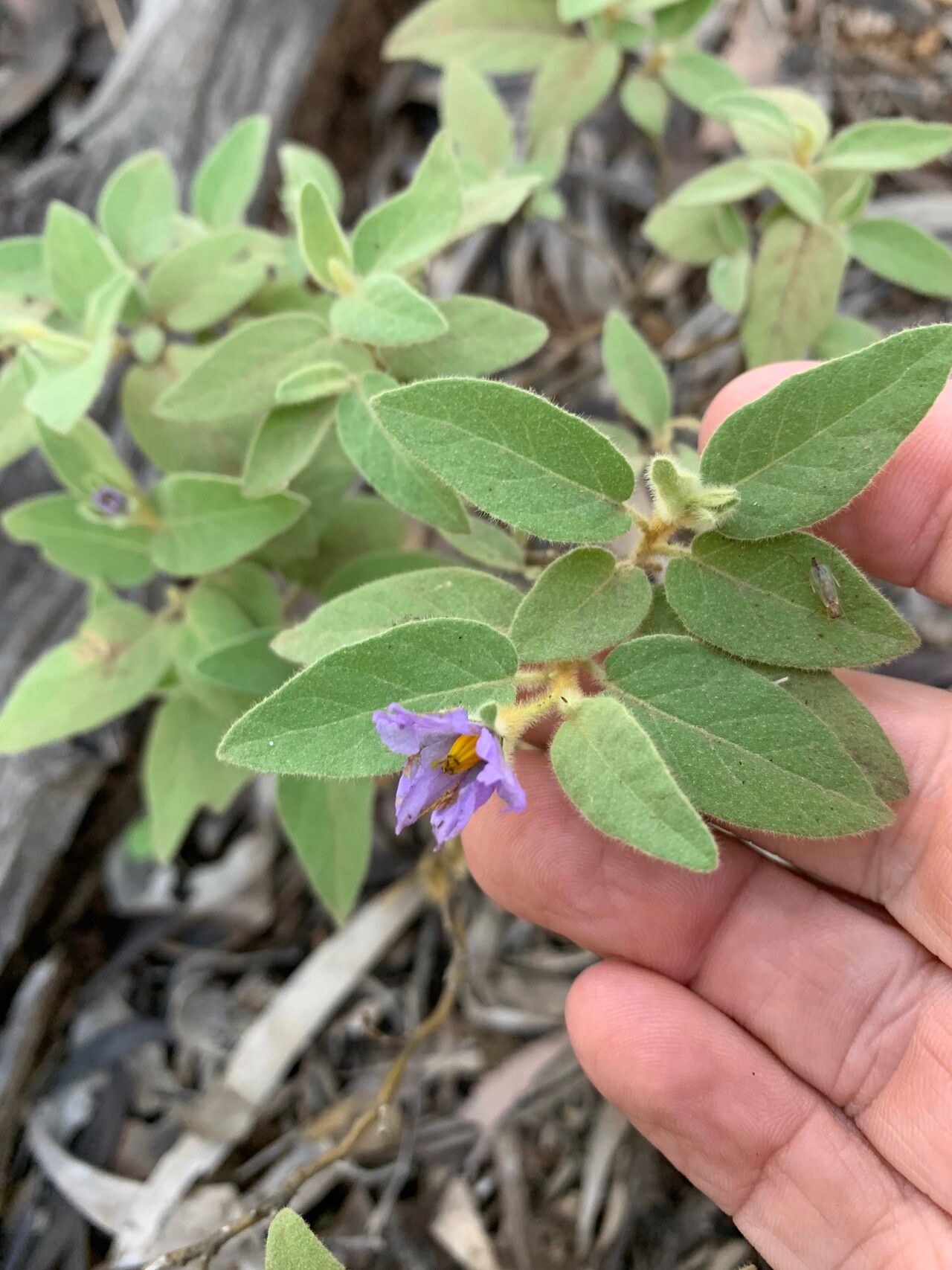 Solanum johnsonianum flower