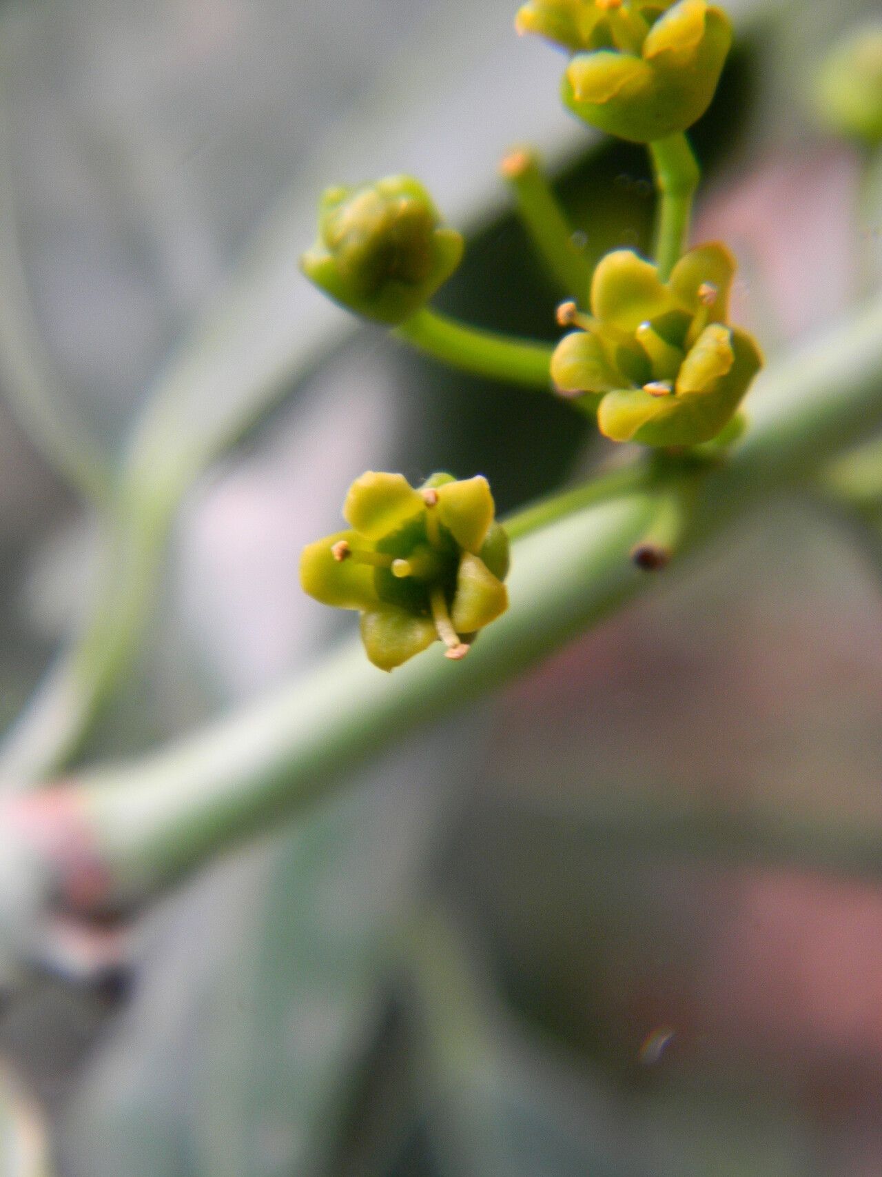 Salacia nitida flower