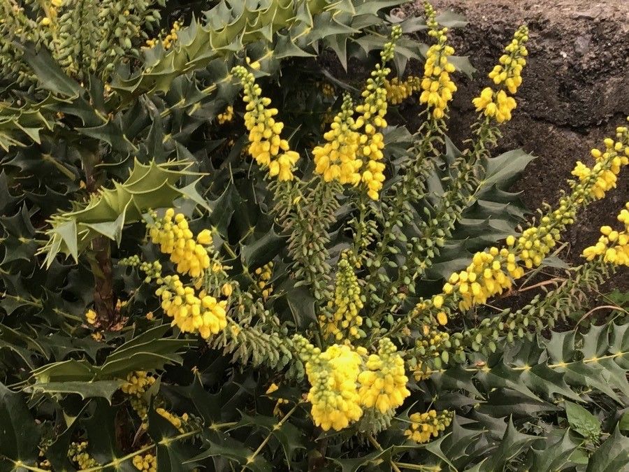 Mahonia japonica flower