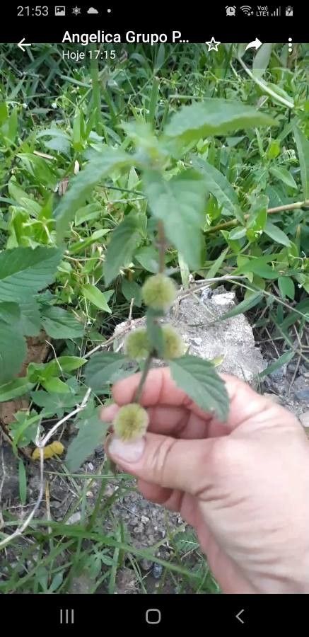 Malvastrum coromandelianum fruit