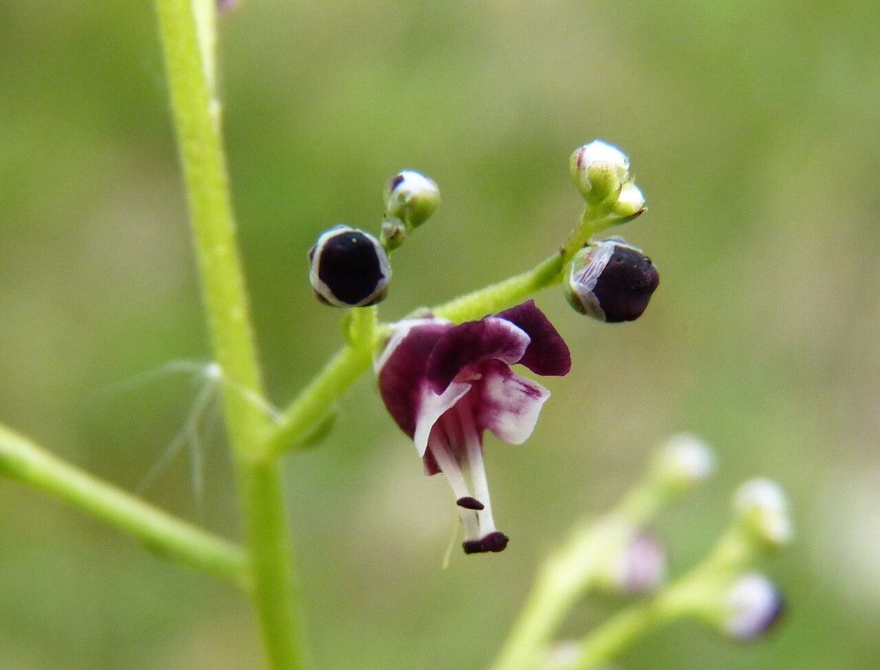 Scrophularia canina flower