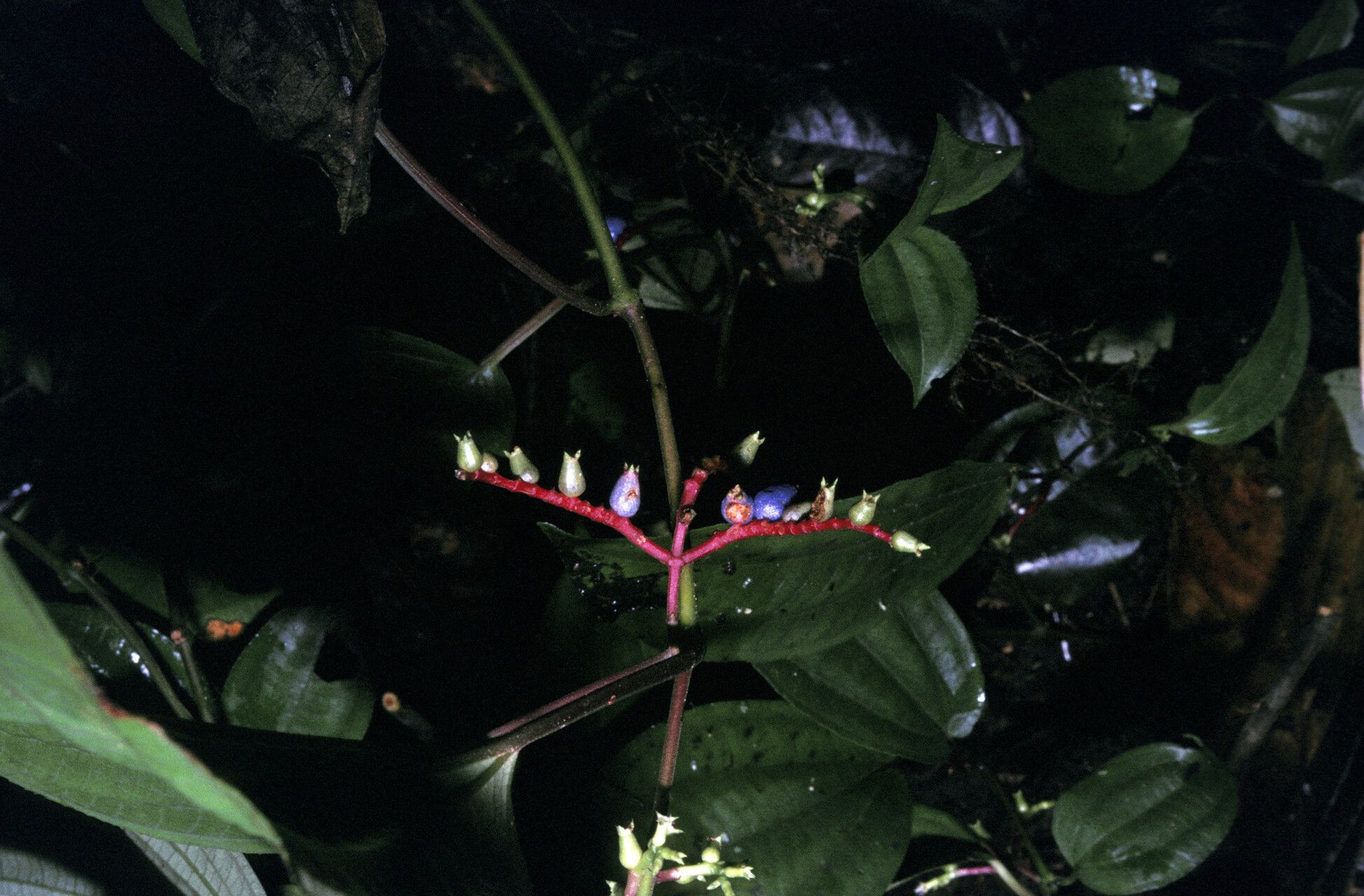 Miconia trimera habit