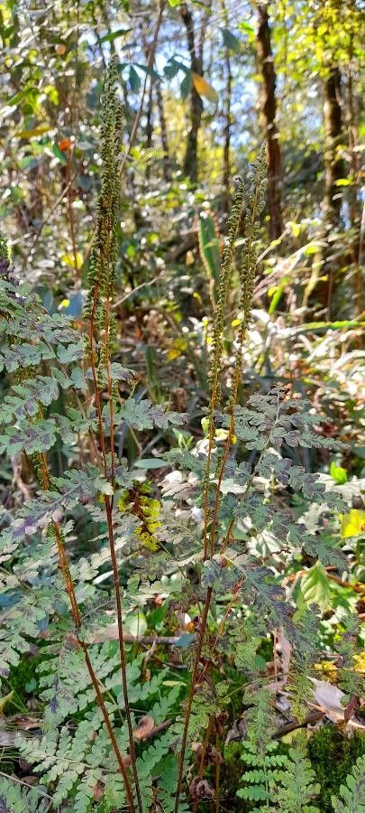 Anemia tomentosa fruit