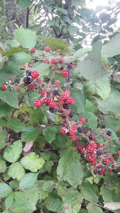 Rubus gratus fruit