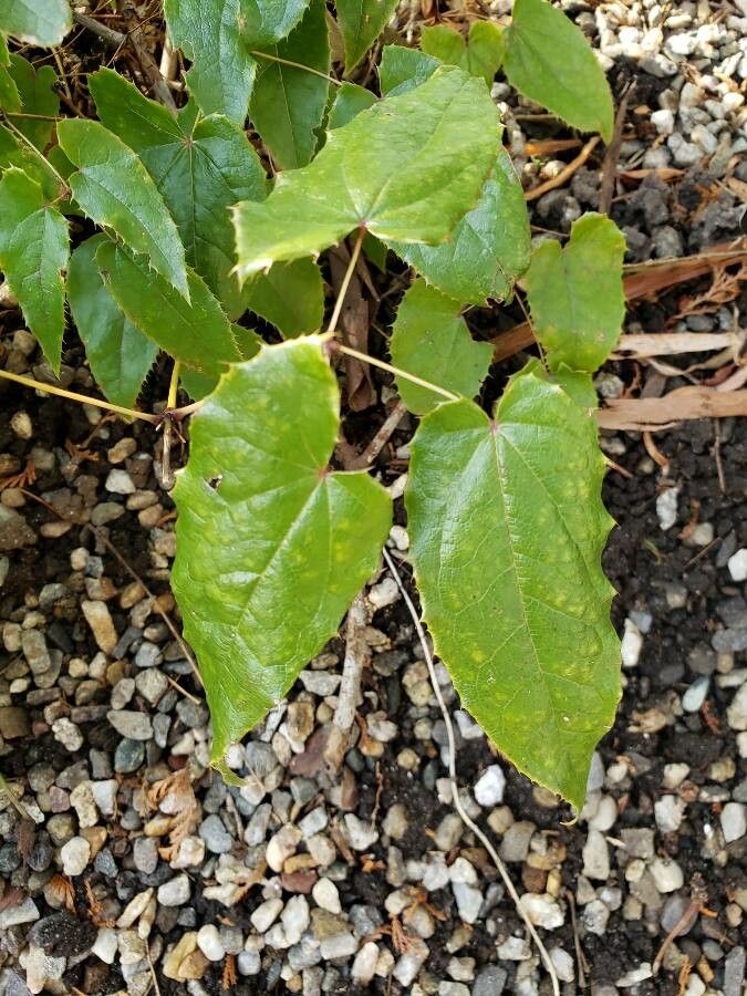 Epimedium pubescens — houseplant care guide