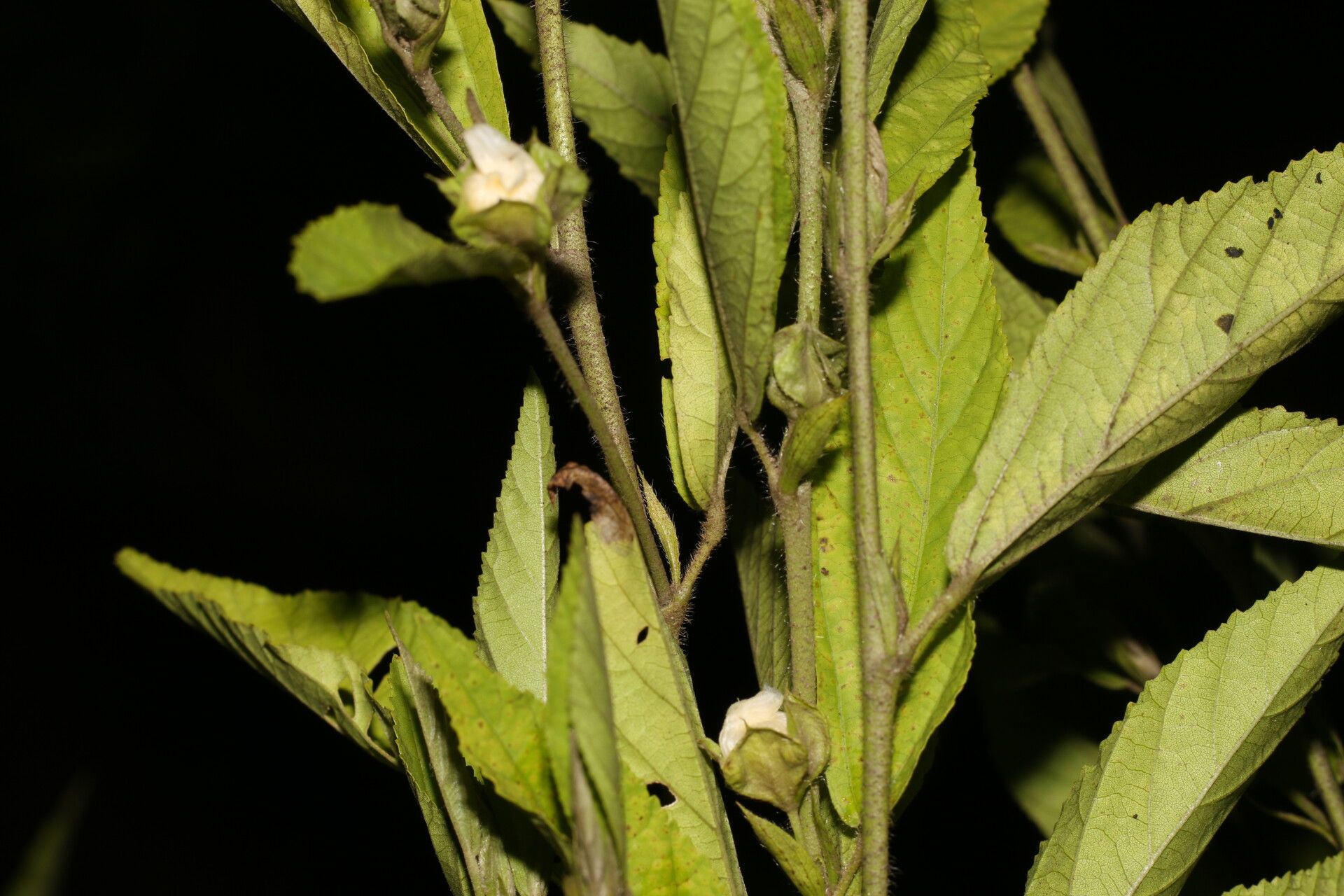 Sida cuspidata — search result for 'Sida'