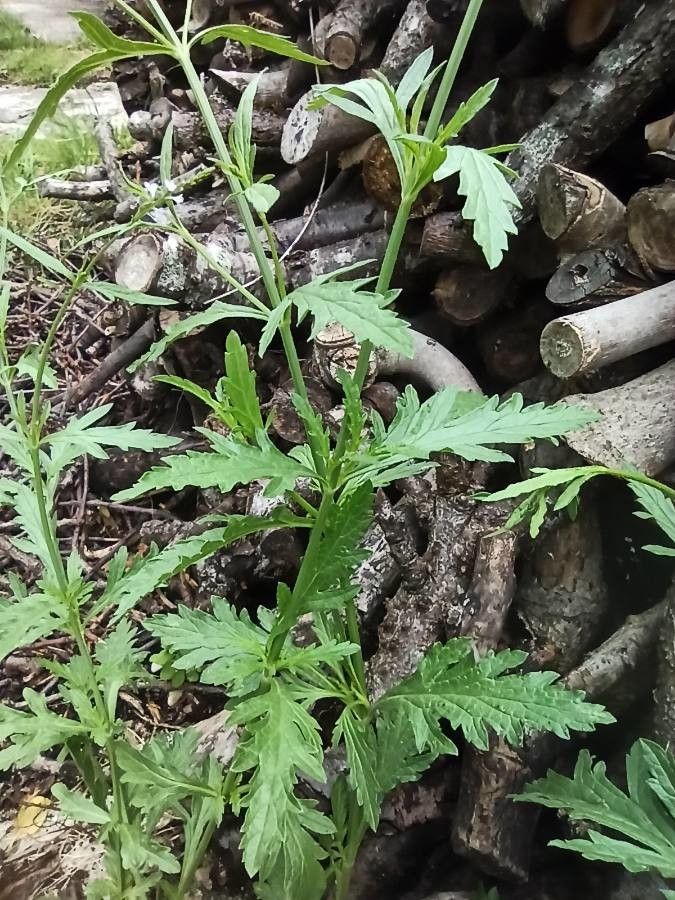Verbena menthifolia — search result for 'Verbena'