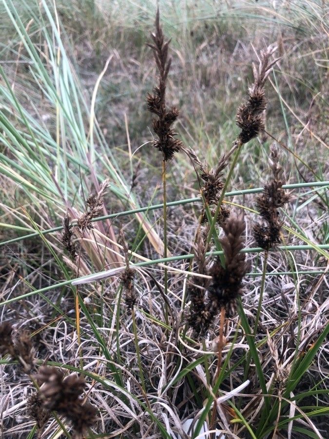 Carex arenaria flower