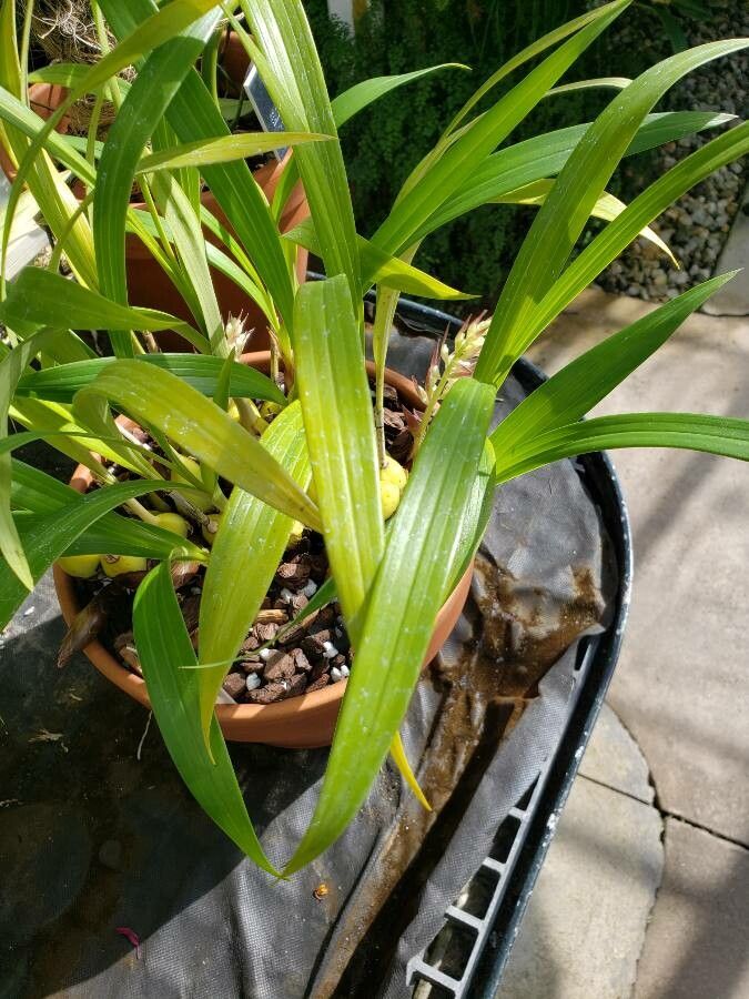 Coelia triptera — houseplant care guide