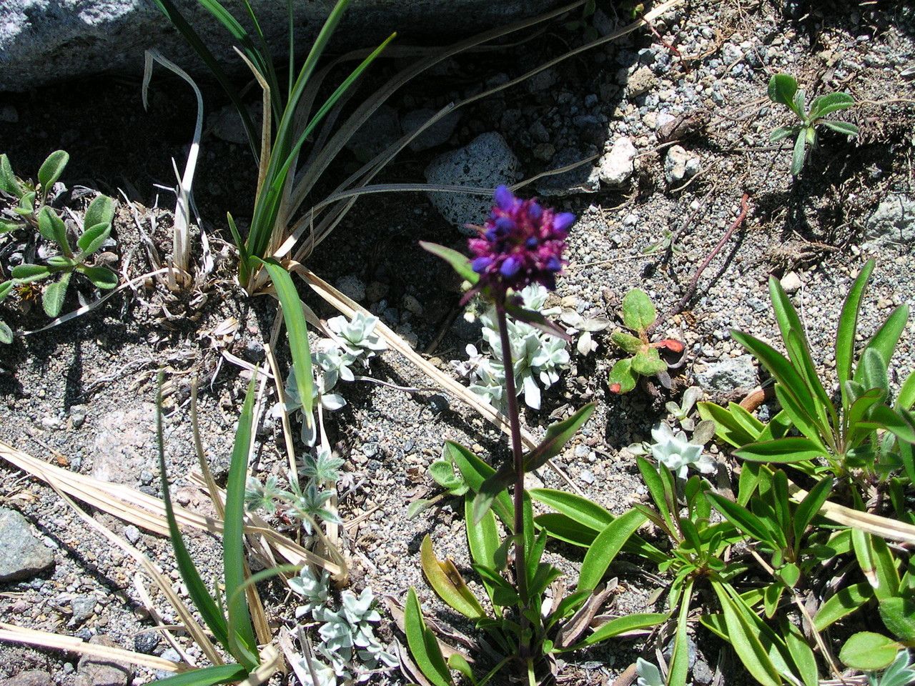 Penstemon procerus habit