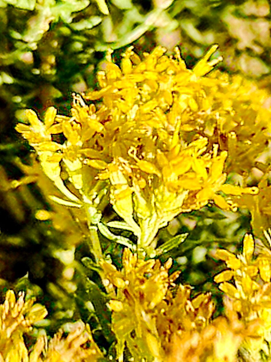 Isocoma pluriflora — related species from the same genus