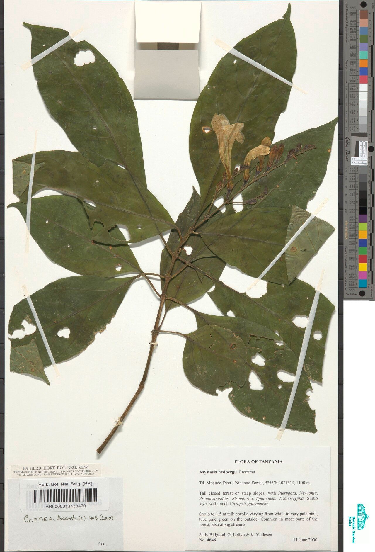 Asystasia hedbergii — search result for 'Asystasia'